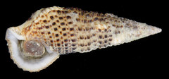 Cerithium traillii