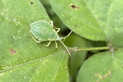 Piezogaster calcarator