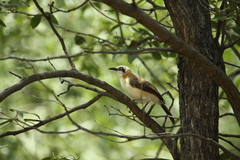 Turdoides gymnogenys