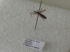 Zelus cervicalis