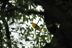 Oriolus auratus