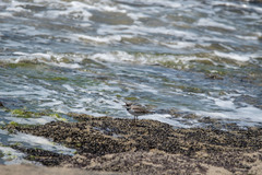 Charadrius semipalmatus