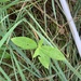 photo of Oval-leaved Milkweed (Asclepias ovalifolia)