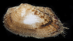 Barbatia trapezina