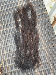 Gracilariaceae