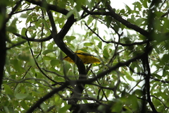 Oriolus auratus