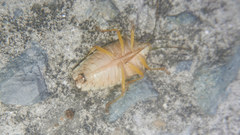 Acanthosoma denticaudum