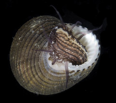 Hybochelus cancellatus