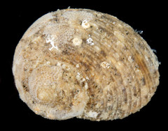 Hybochelus cancellatus