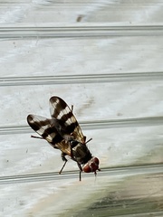 Ceroxys