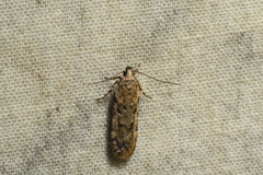 Chionodes thoraceochrella