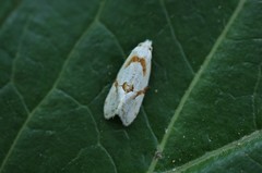 Agapeta