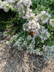 Sphex ichneumoneus
