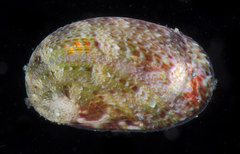 Stomatella impertusa
