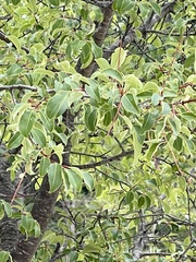 Rhus virens