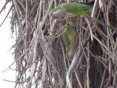 Myiopsitta monachus