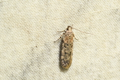 Chionodes thoraceochrella