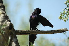 Phoeniculus damarensis