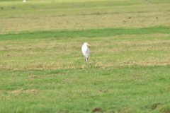Ardea alba
