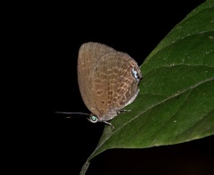 Arhopala muta