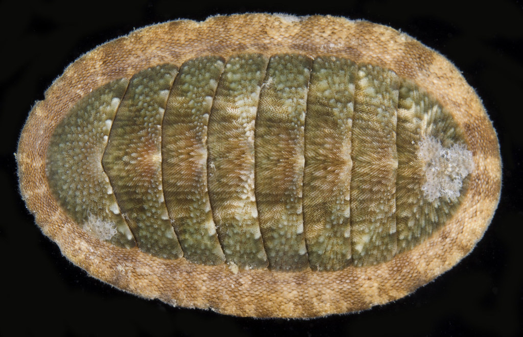 Ischnochiton comptus