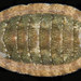 Ischnochiton comptus - Photo (c) smithsonian_marinegeo, some rights reserved (CC BY-NC-SA), uploaded by smithsonian_marinegeo