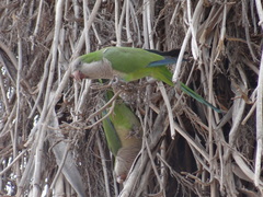 Myiopsitta monachus