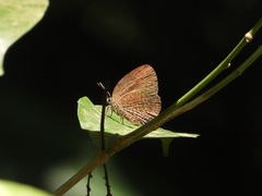 Arhopala muta