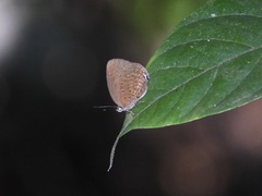 Arhopala muta
