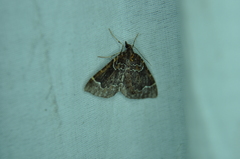 Eulithis flavibrunneata