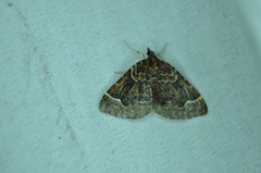 Eulithis flavibrunneata