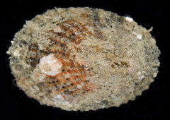 Diodora