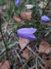 Campanula rotundifolia