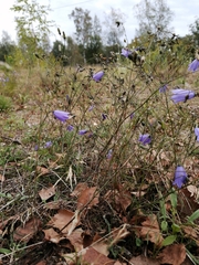 Campanula rotundifolia
