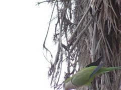 Myiopsitta monachus