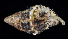 Engina armillata
