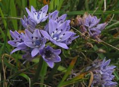 Scilla verna