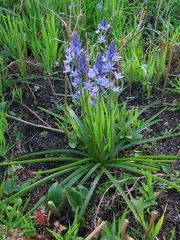Hyacinthoides paivae