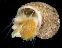 Hybochelus cancellatus