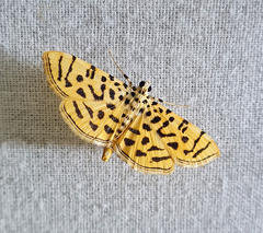 Pycnarmon
