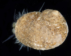 Hybochelus cancellatus