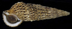 Cerithium traillii