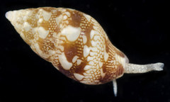 Mitrella avena