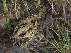 Eleothreptus anomalus