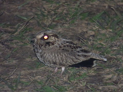 Eleothreptus anomalus