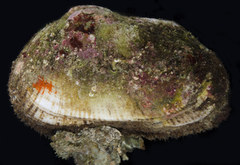 Barbatia trapezina
