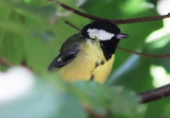 Parus major