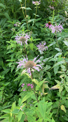 Monarda fistulosa
