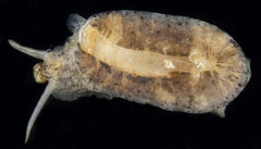Scutus sinensis