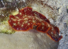 Pseudoceros ferrugineus